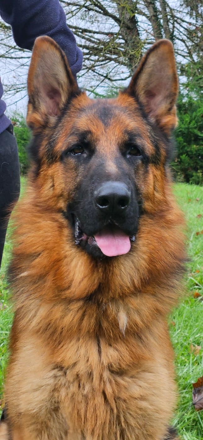 Publication : Von Angelius Team