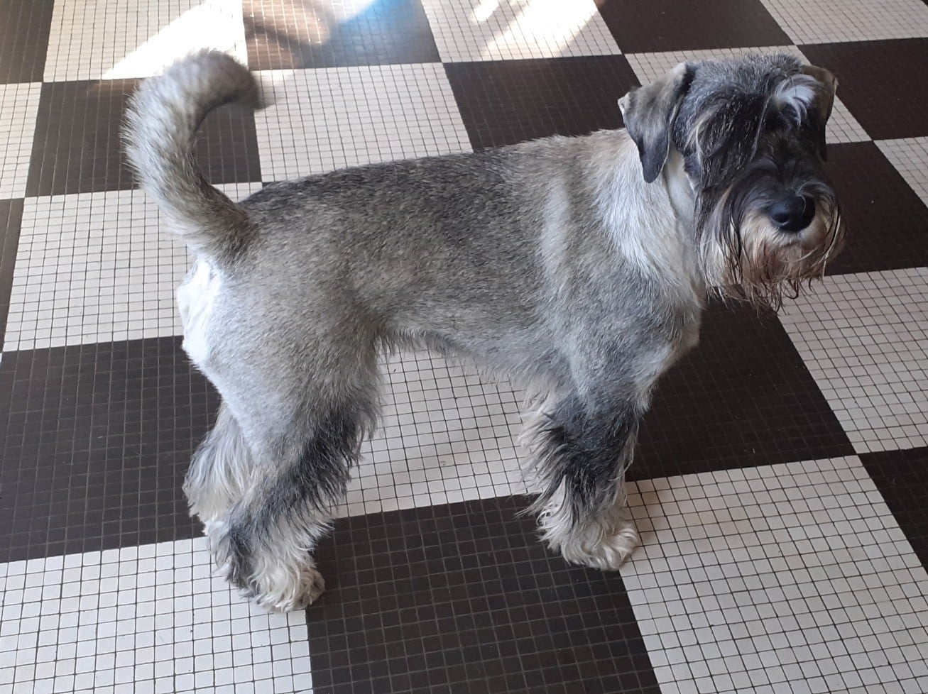 Publication : D'Hedencourt Auteur : Edith Legrand