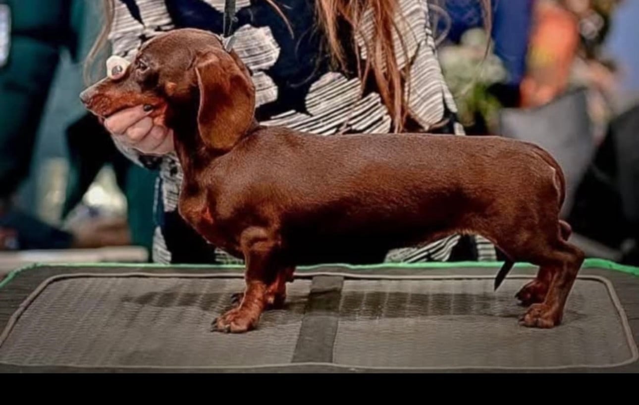 Violet's Galaxy Cynthia