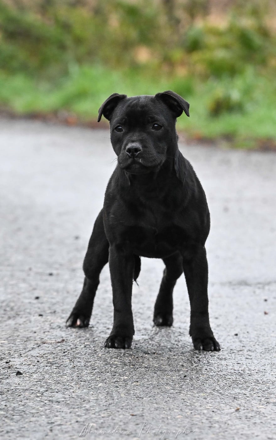 Publication : de la Roche de l'Empereur