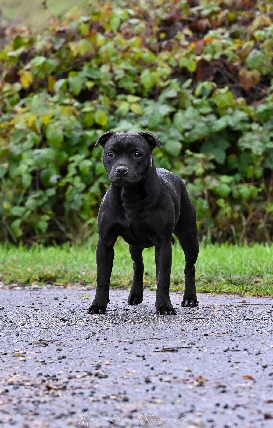 Publication : de la Roche de l'Empereur