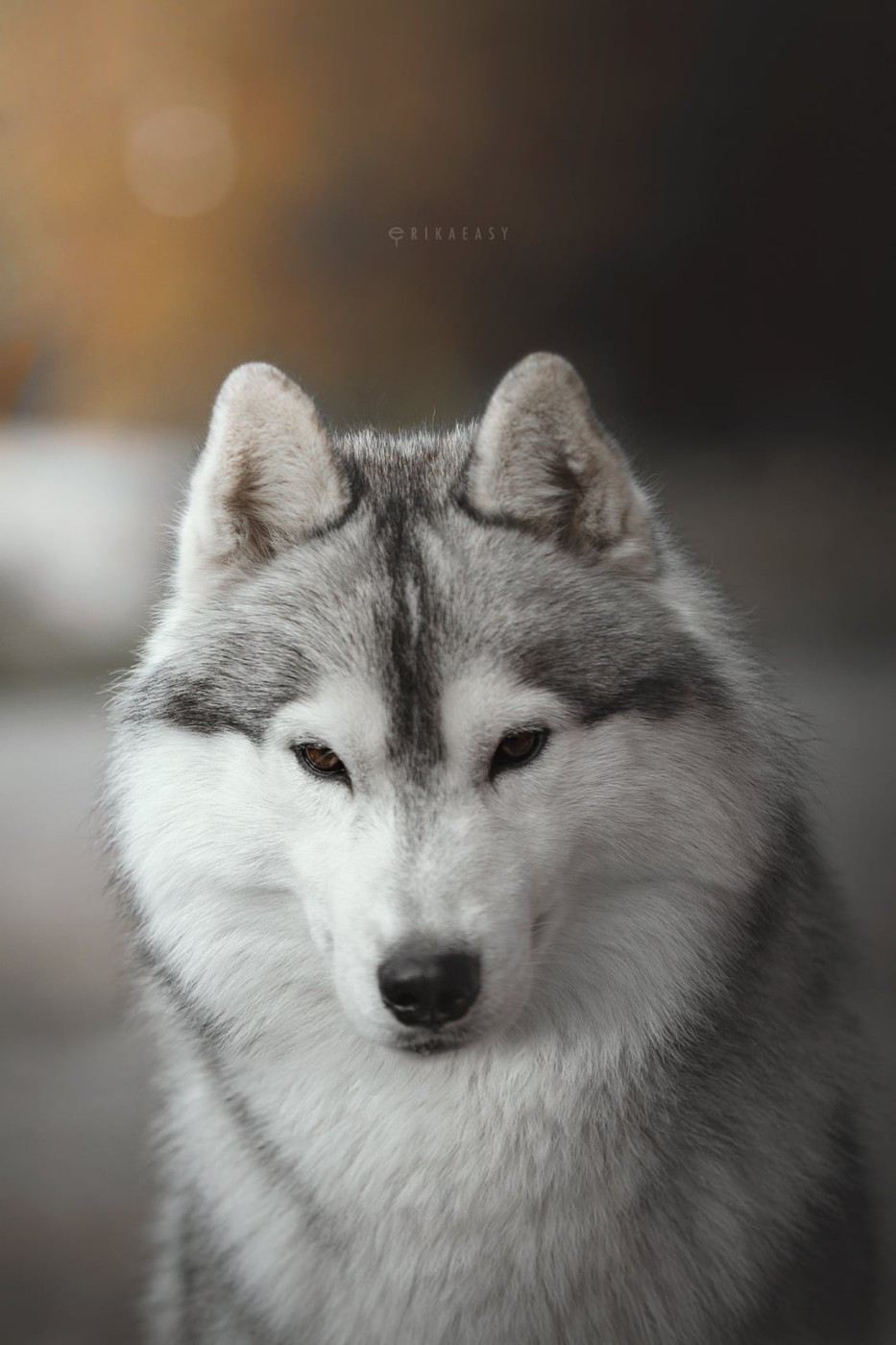 Publication : Nookilik's