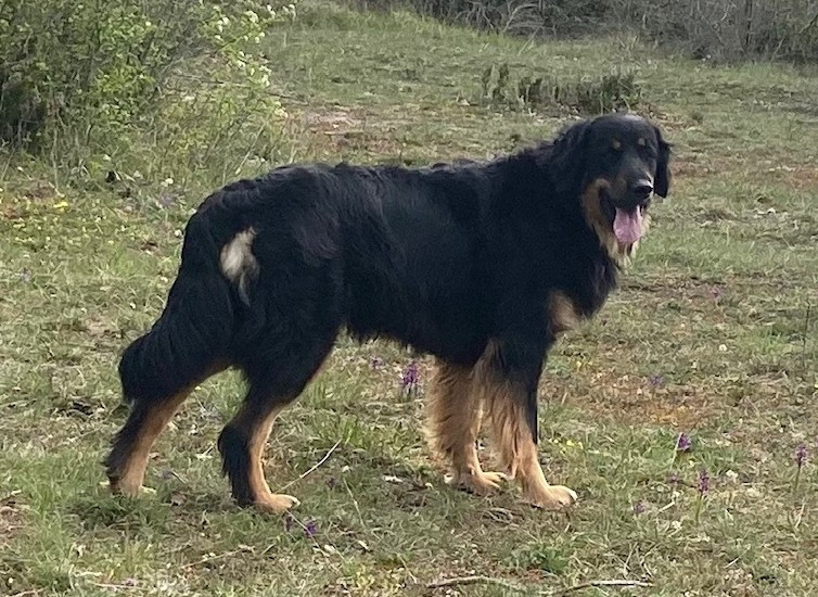 Publication : Des leus altiers