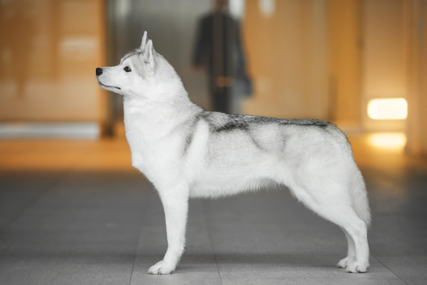 CH. KARJALAINE PASSION TO PERFECTION