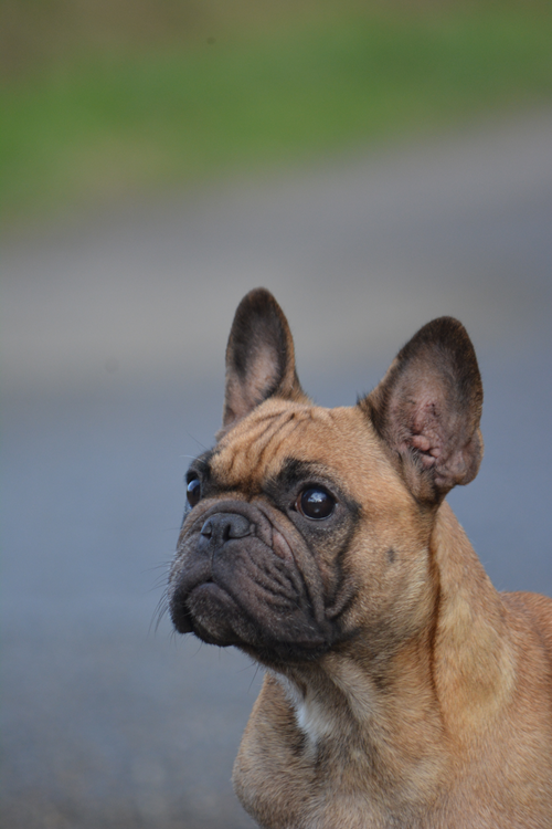 Publication : du Chevalier Gascon Auteur : LAGARDERE CHEVALIER GASCON