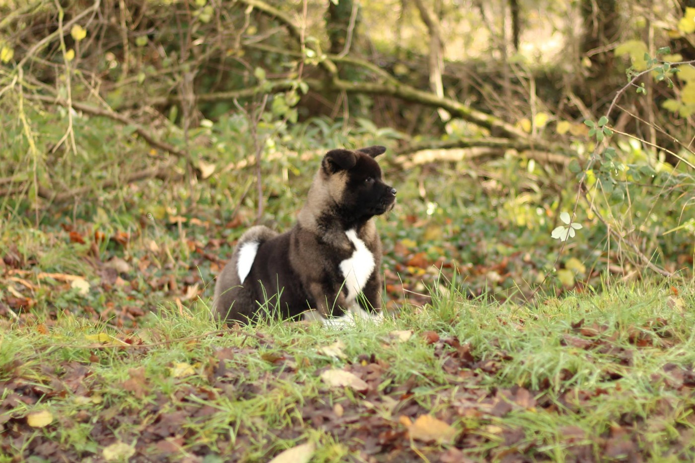 Publication : Krav Addict