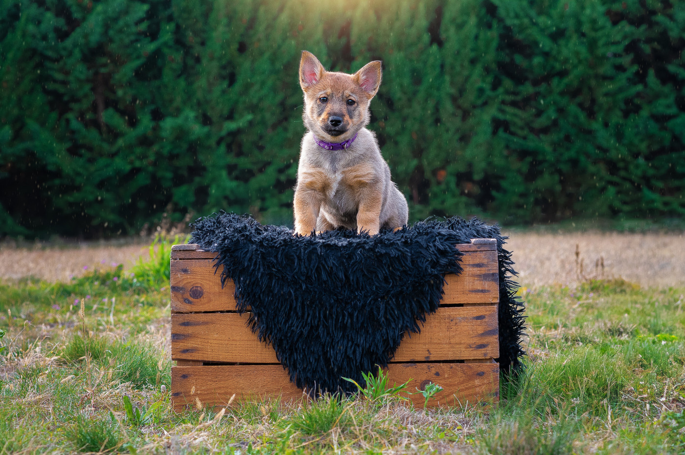 Publication : Des Contes Celtiques