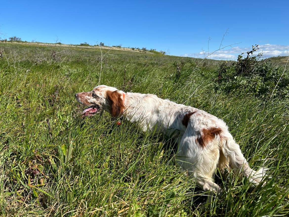 Publication : Du Sous Bois De Balmette Auteur : Dsmm