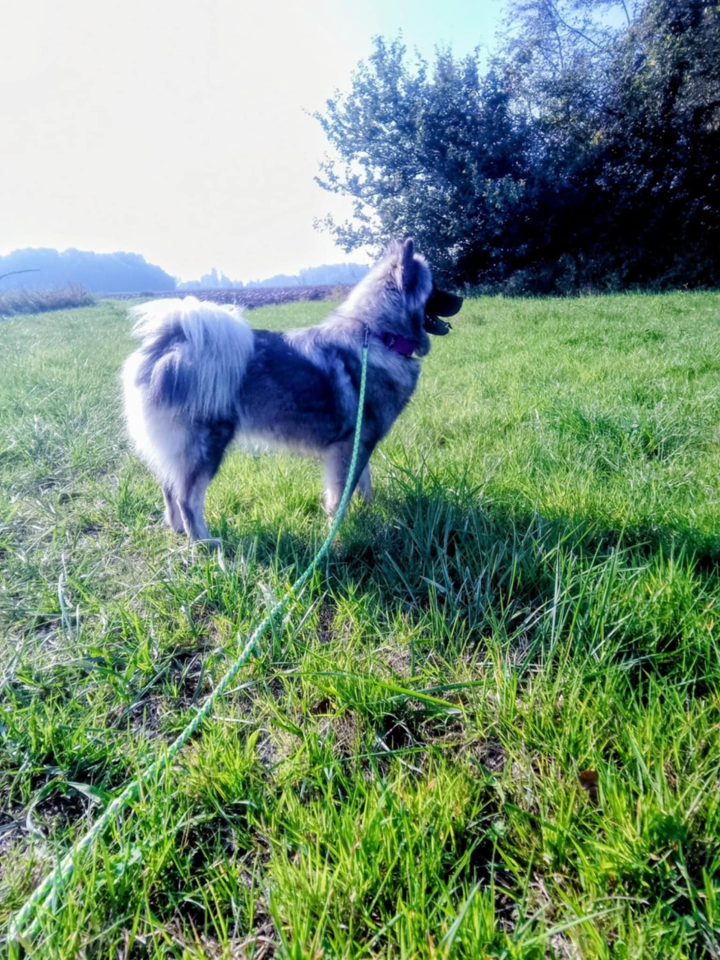 Publication : Des Geants Du Sault Auteur : les geants du sault