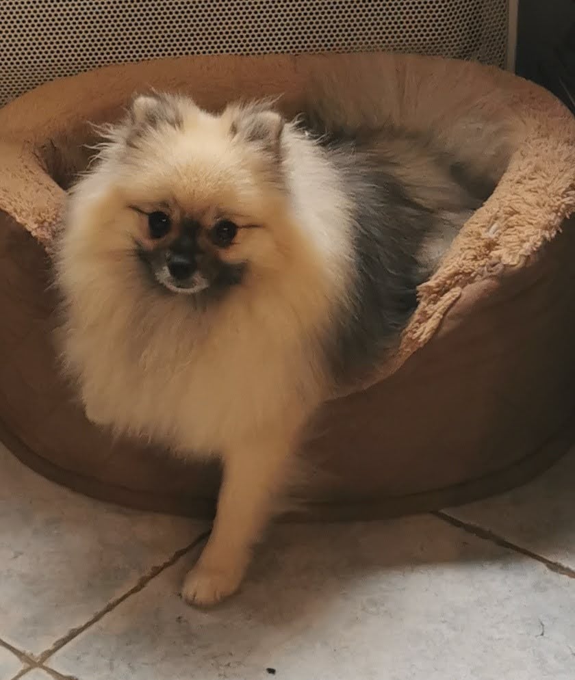 Publication : Des Spitz'chouns 