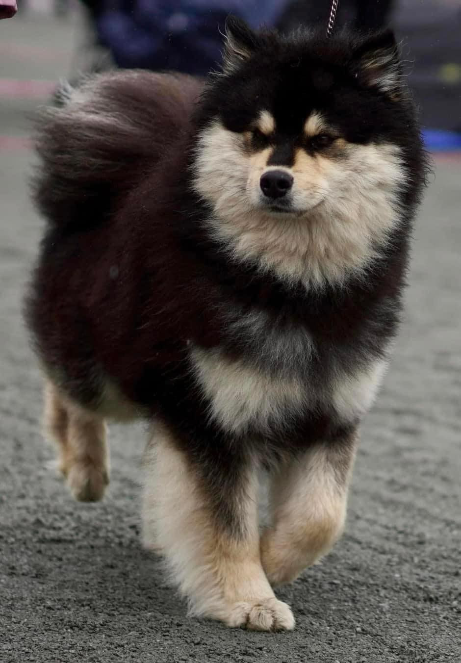 Publication : ARAINSTAR