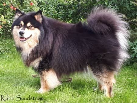 CH. Pentti Posti av vintervidda