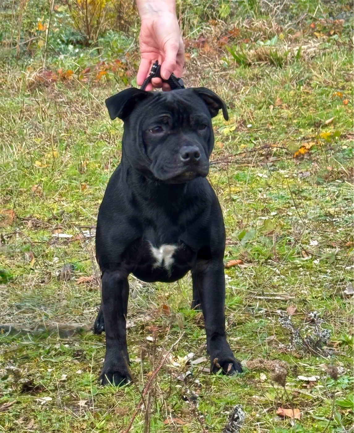 Publication : Des Rebelles Chic 