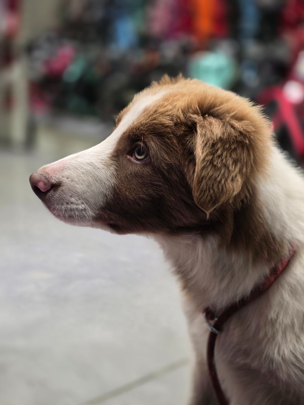 Publication : des Lacs de la Cote d'Argent Auteur : Camille Bégué