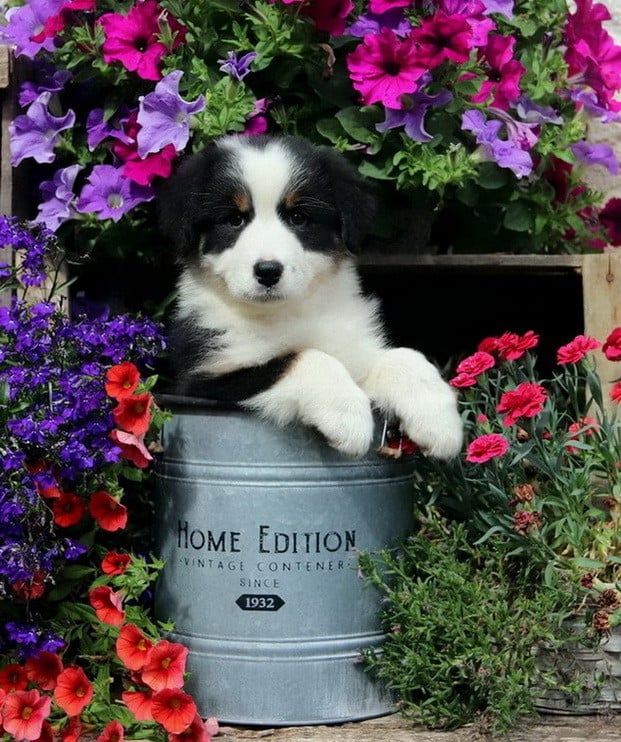 Publication : Du Paradis Sauvage De Menestruel