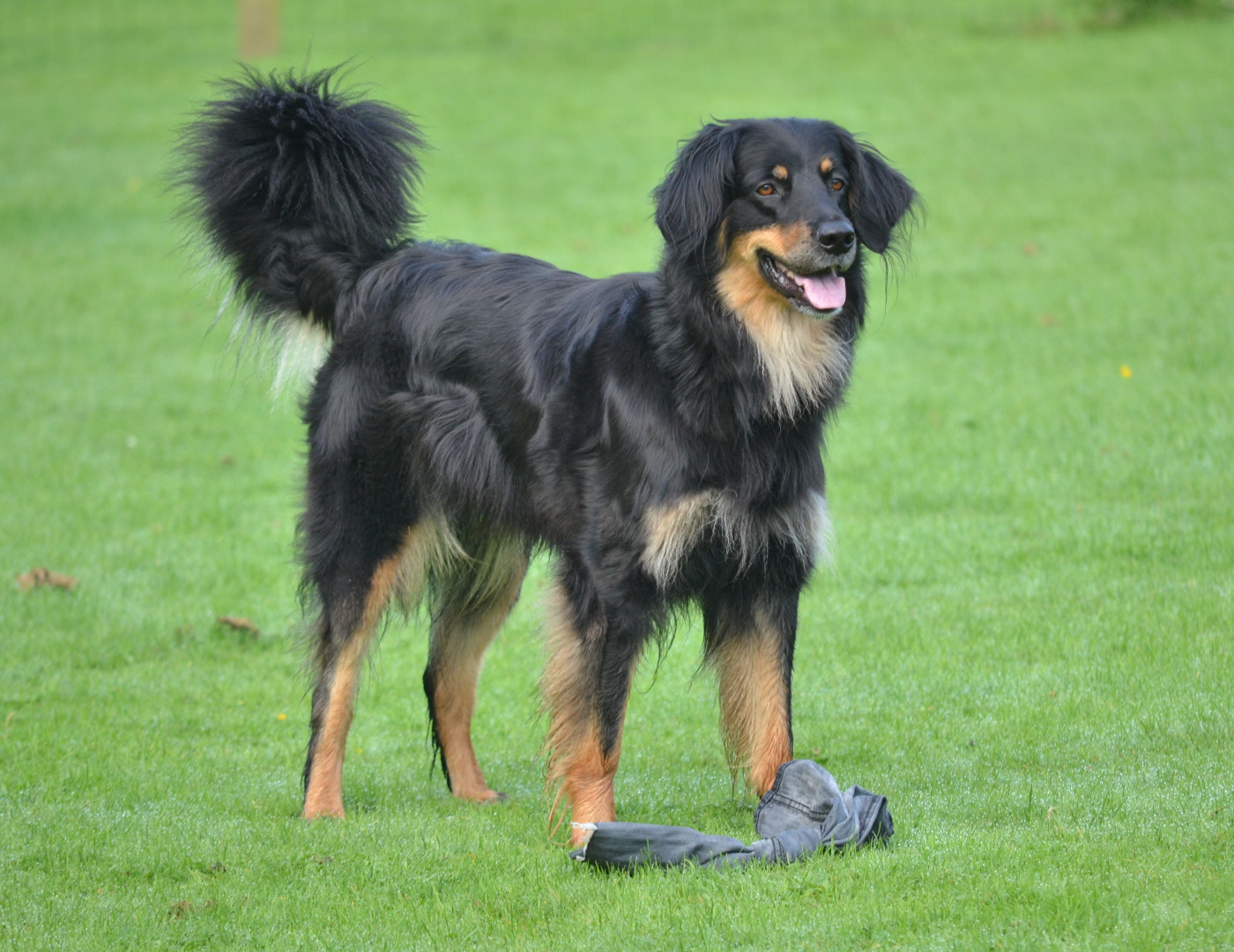 Publication : Des leus altiers 