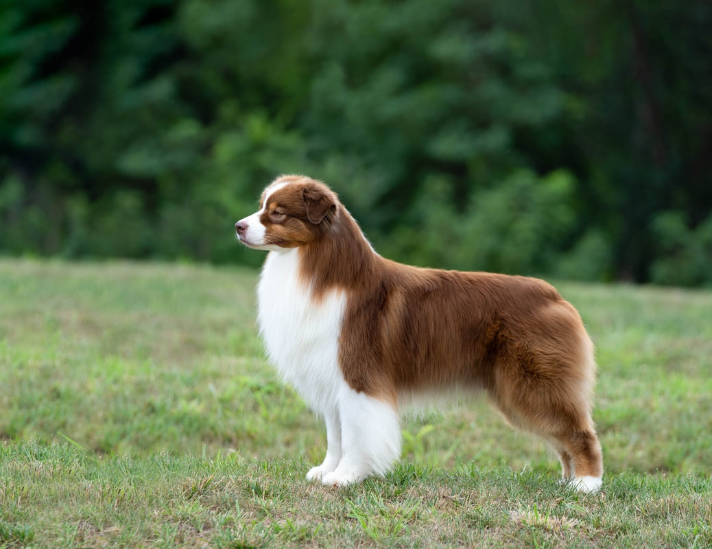 CH. Stonehaven Bayshore Secret To Success At Arborview