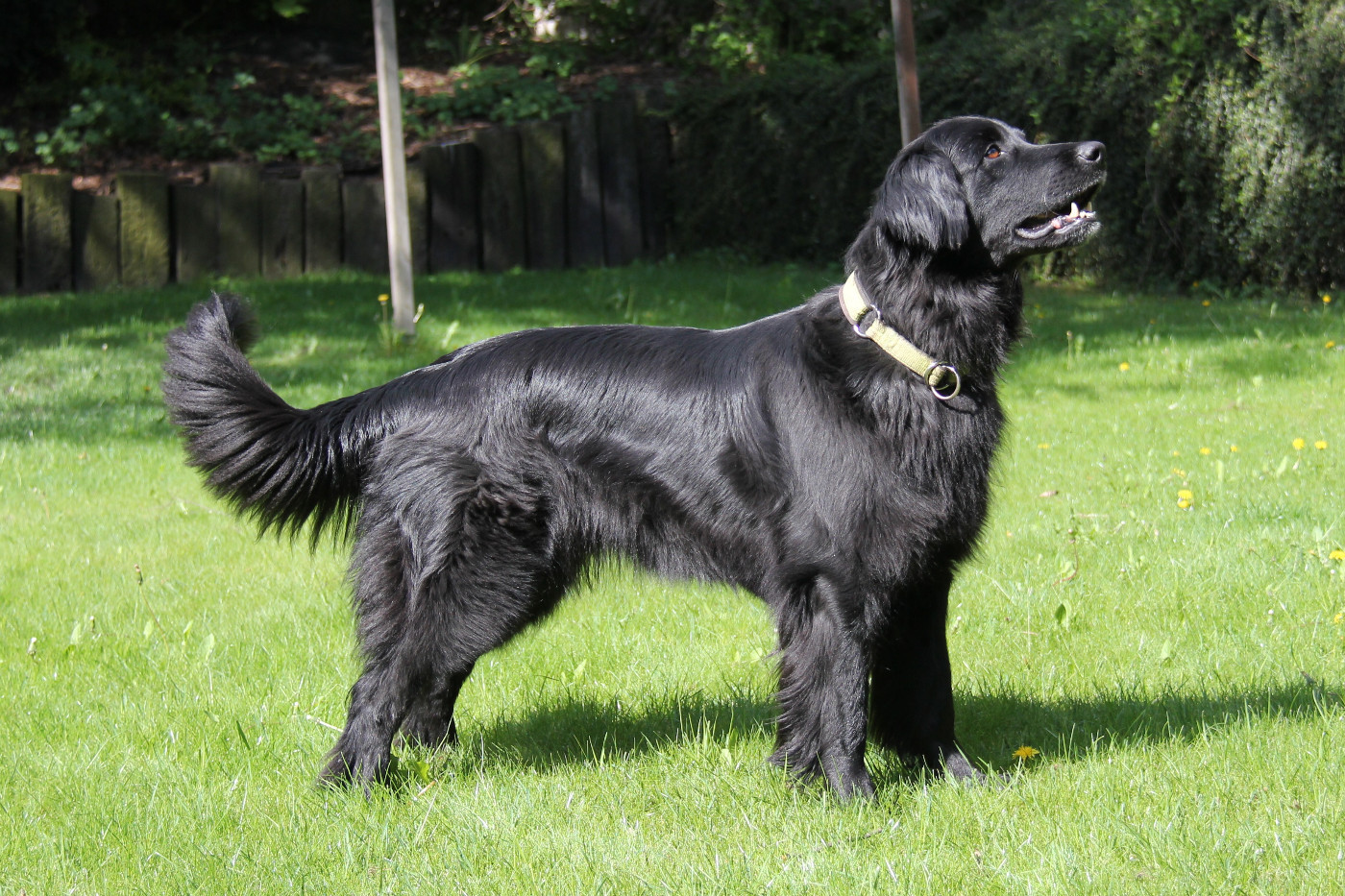 CH. Iula Sun Des leus altiers