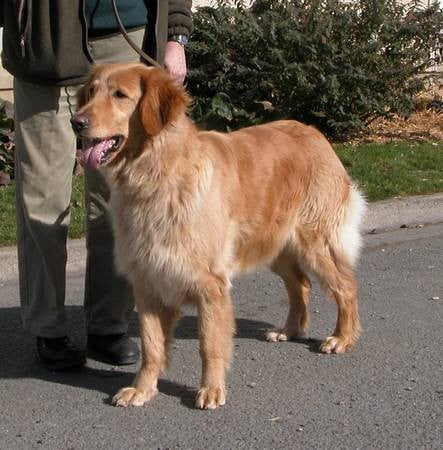 Shakti Des leus altiers