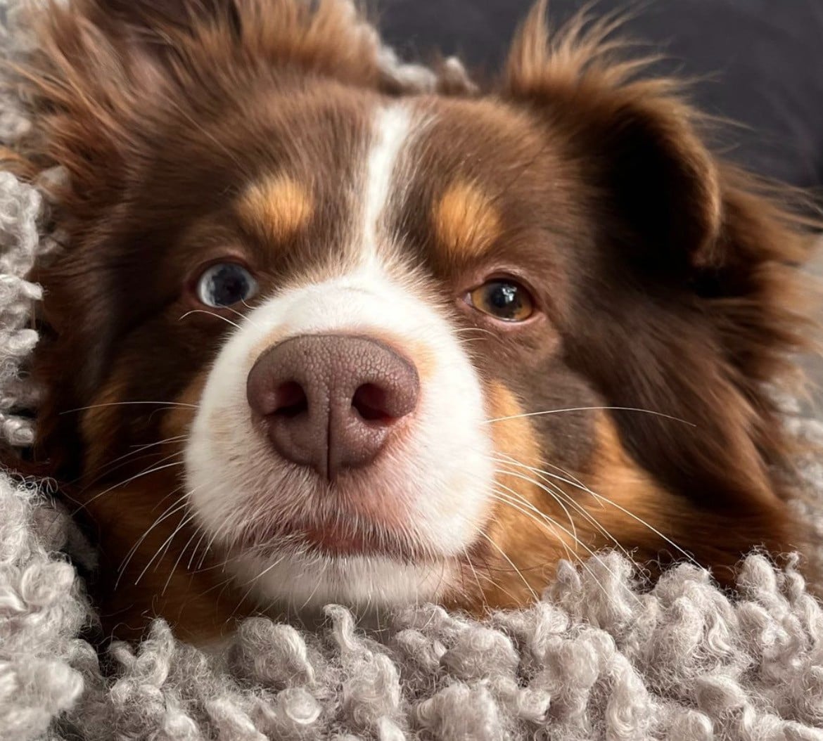 Patch-boy (Sans Affixe)