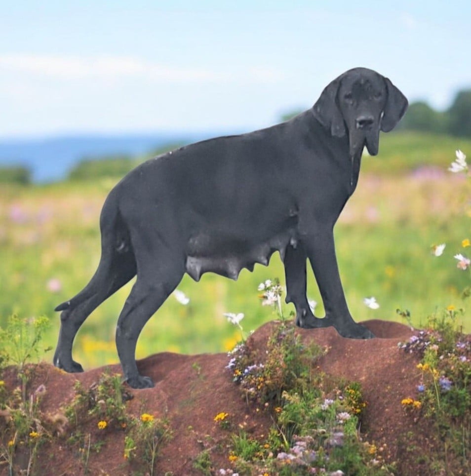 Publication : Des Terres Du Grazo