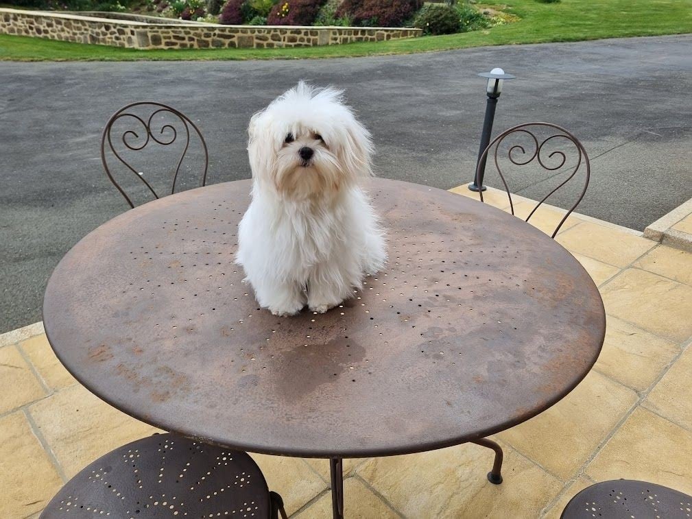 Pipo Du Clos des Trois Rivières