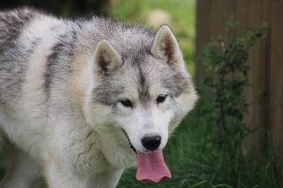 Publication : Of Siberian Forest Wolves