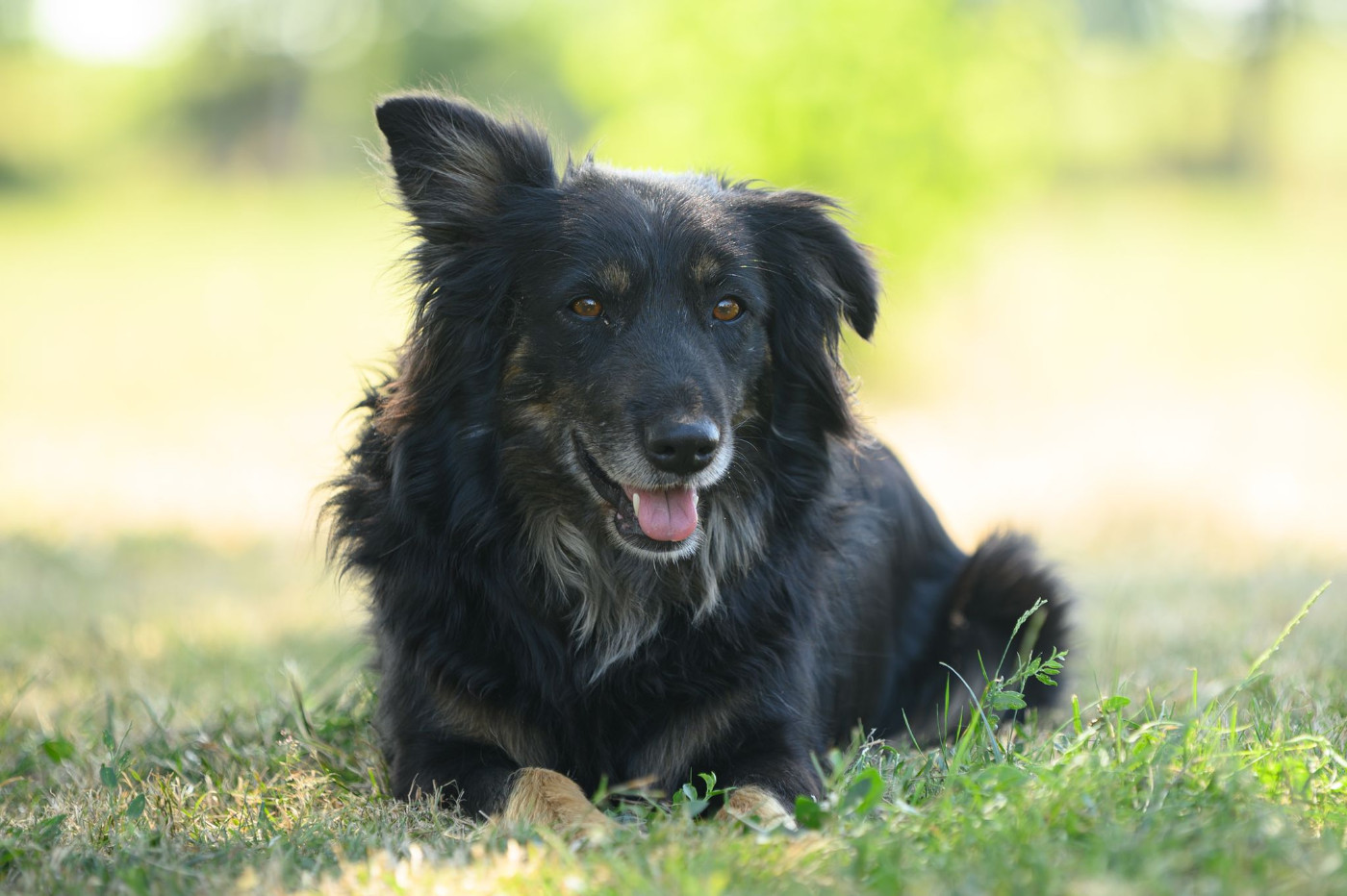 Publication : (Sans Affixe)