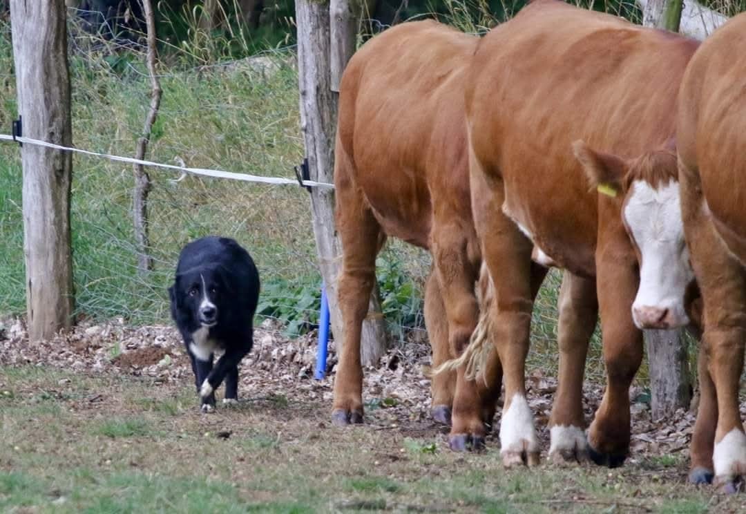 Publication : (Sans Affixe)