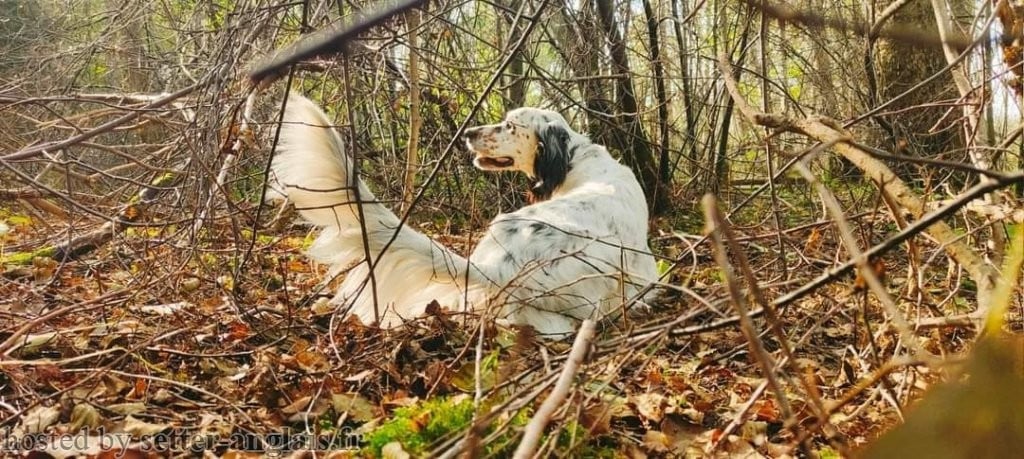 Publication : Du Long Bec D'enchanet