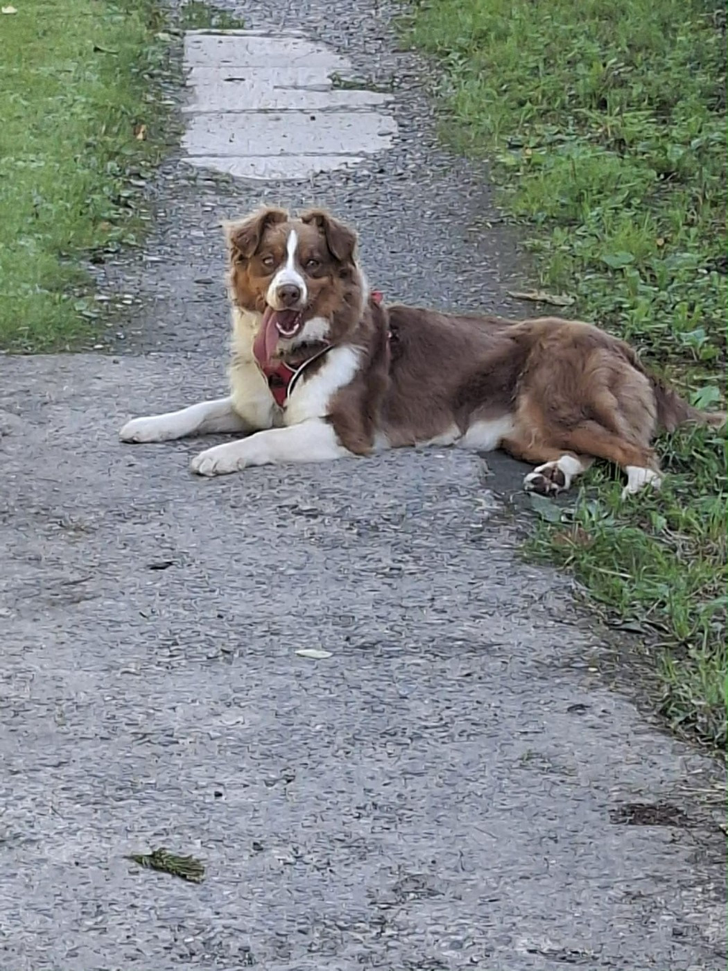 Publication : L’Opalyne Des Pierres Précieuses Auteur : moi