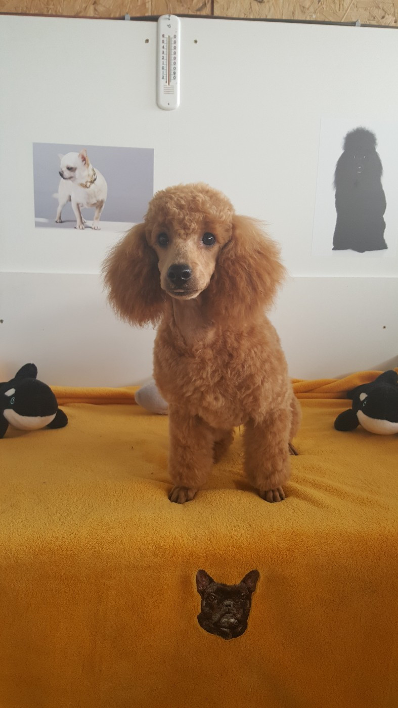 Publication : du domaine de Std Gladyce 