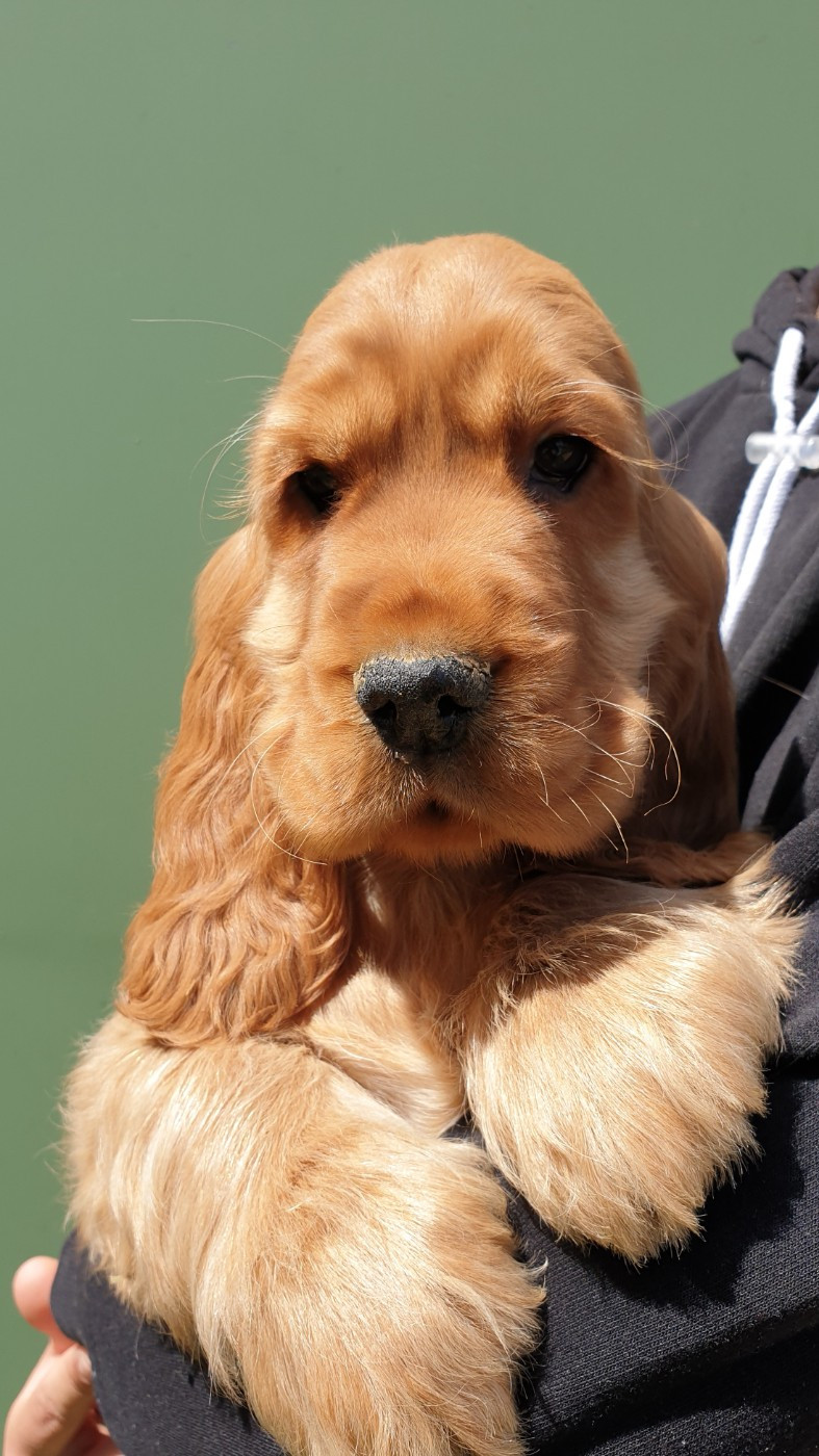 Publication : du domaine de Std Gladyce 