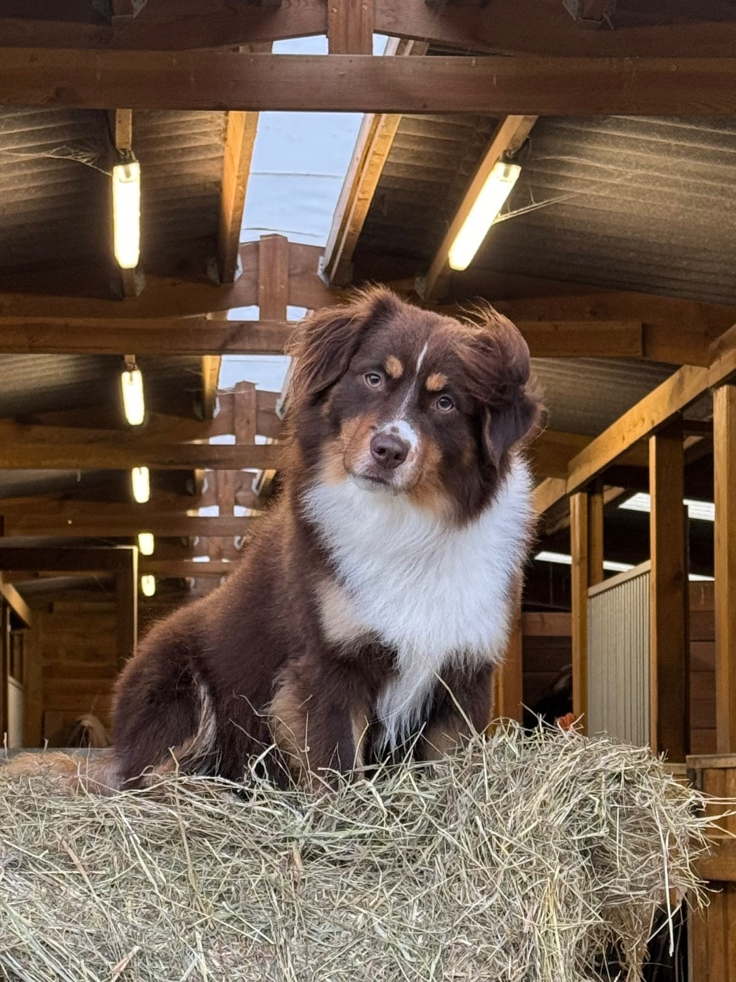 Publication : De Mercelo 