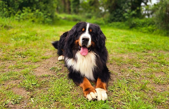 Publication : (Sans Affixe)