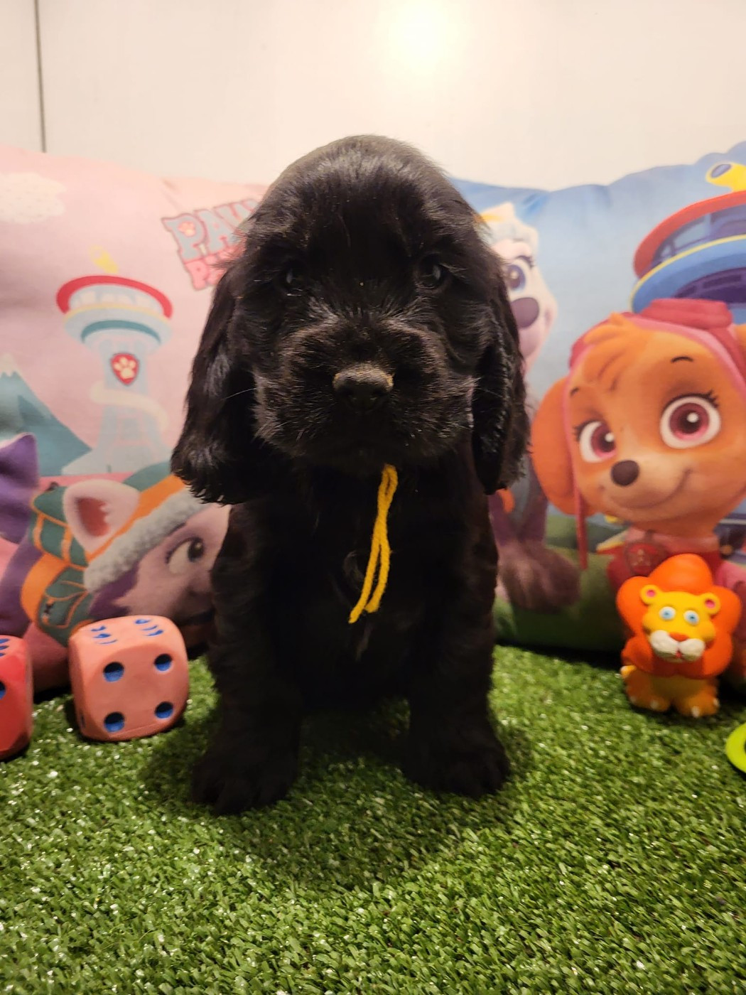 Publication : du domaine de Std Gladyce