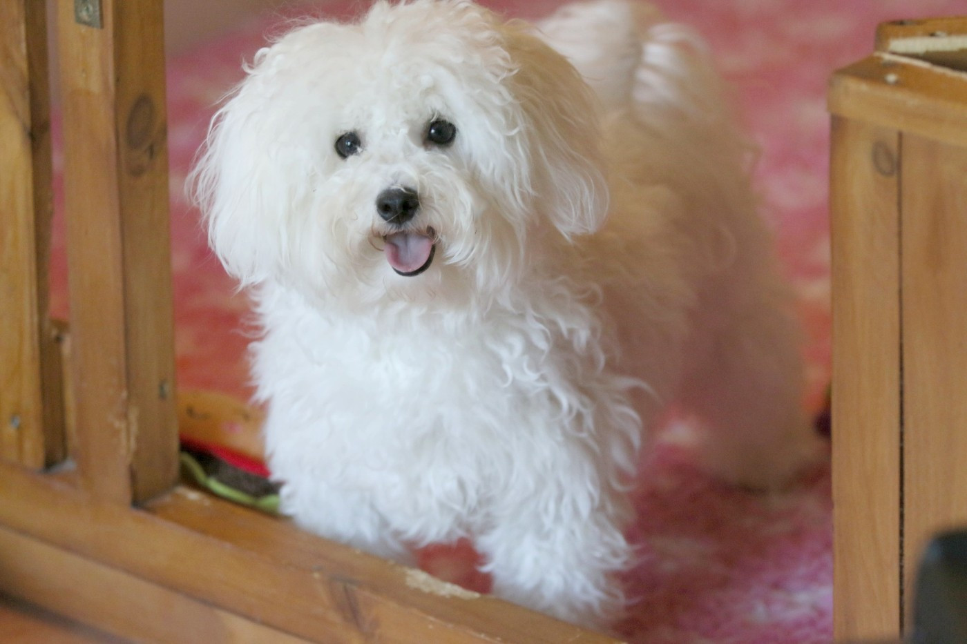 Publication : de la Felhotte 