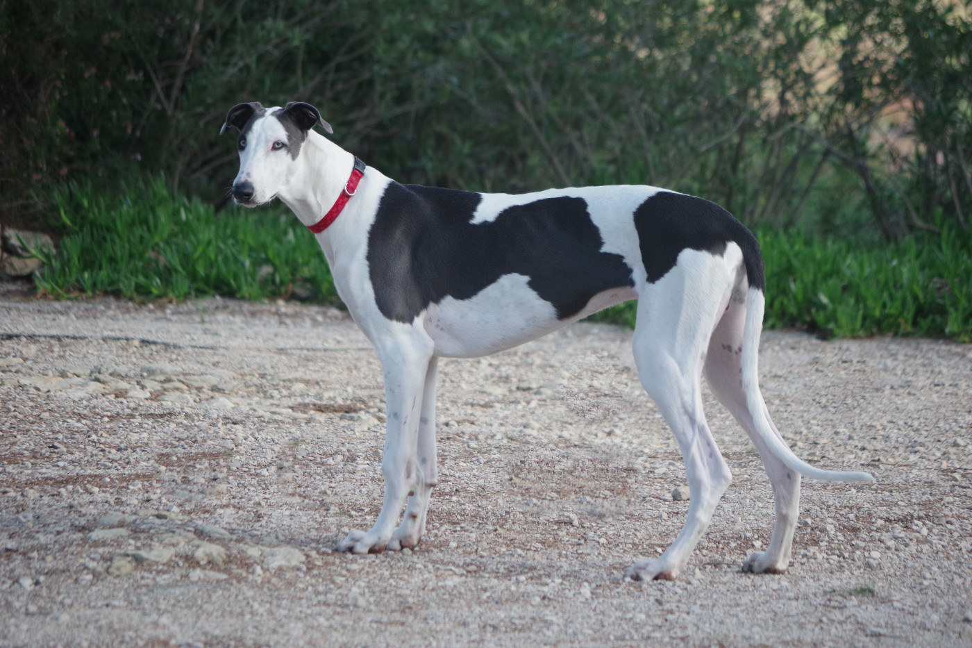 Publication : Bakara's Auteur : Cécile DUFLOS