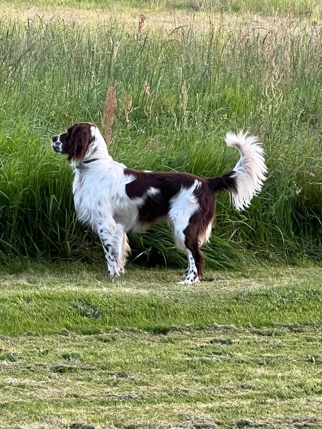 Ubolt de L'Arche D'Urk