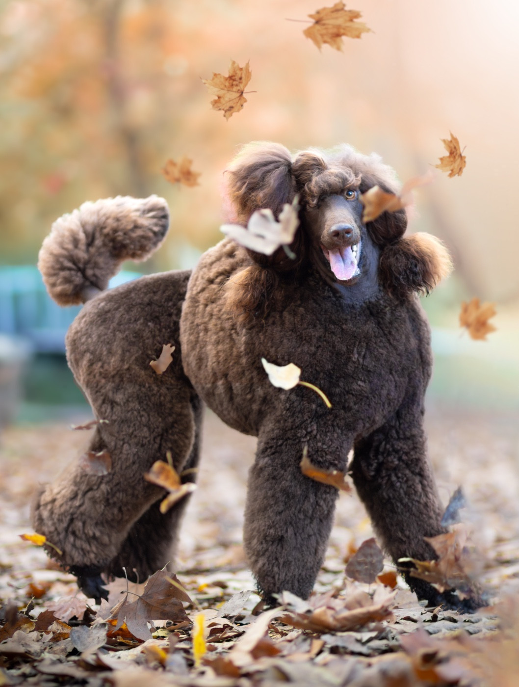 Publication : (Sans Affixe)