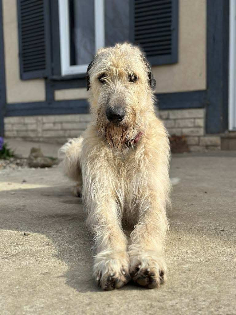 Publication : Des Runes Ecarlates