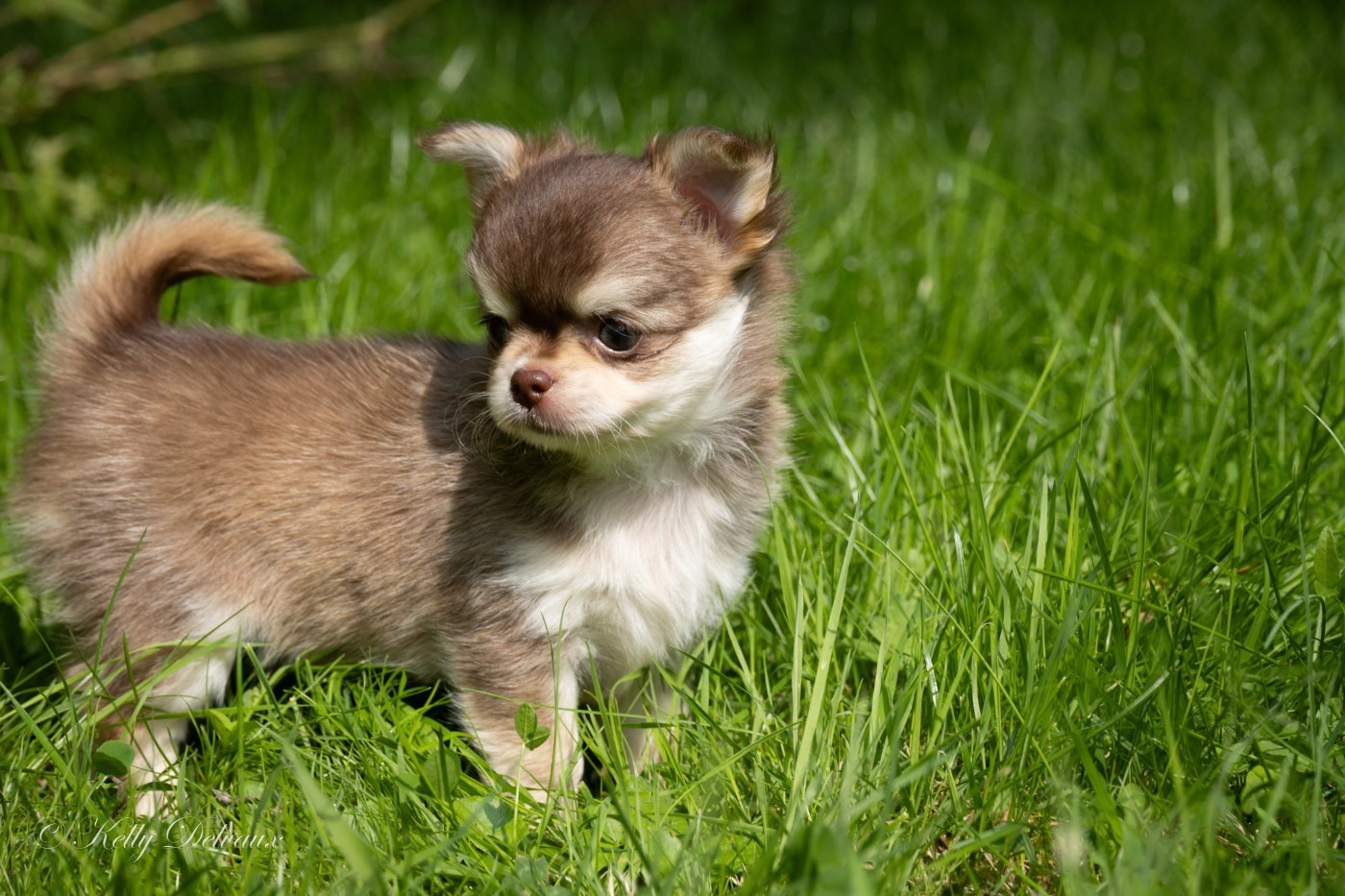 Publication : Of Wizards World 