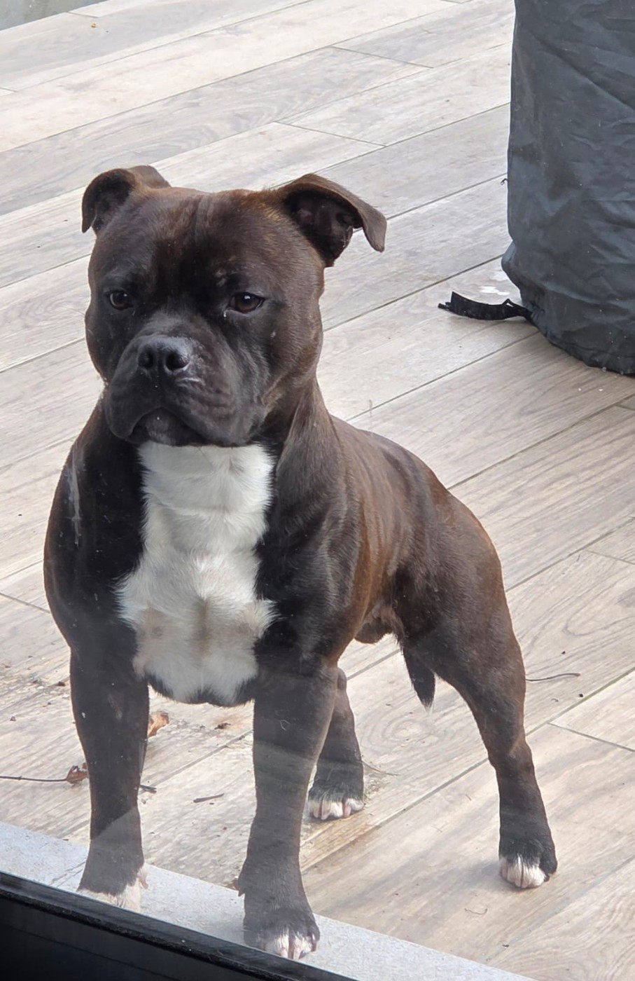 Publication : Of Staffy'pianottoli