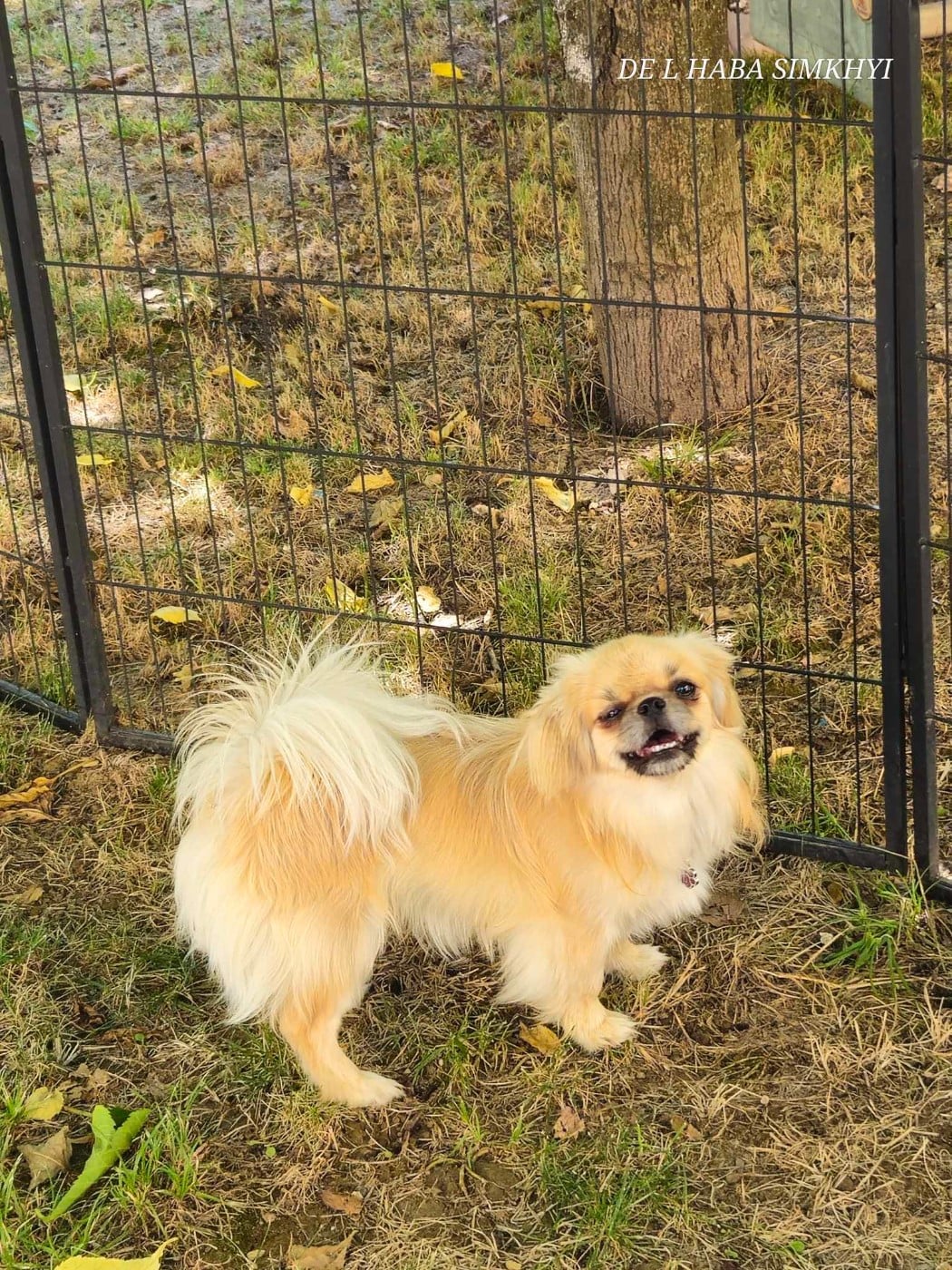 Publication : De L'haba Simkhyi Auteur : henry