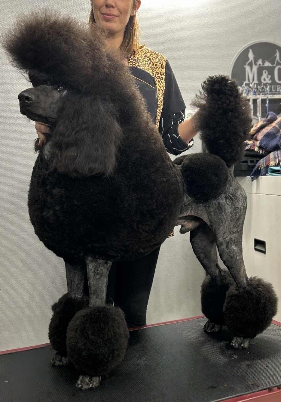 Publication : (Sans Affixe) 