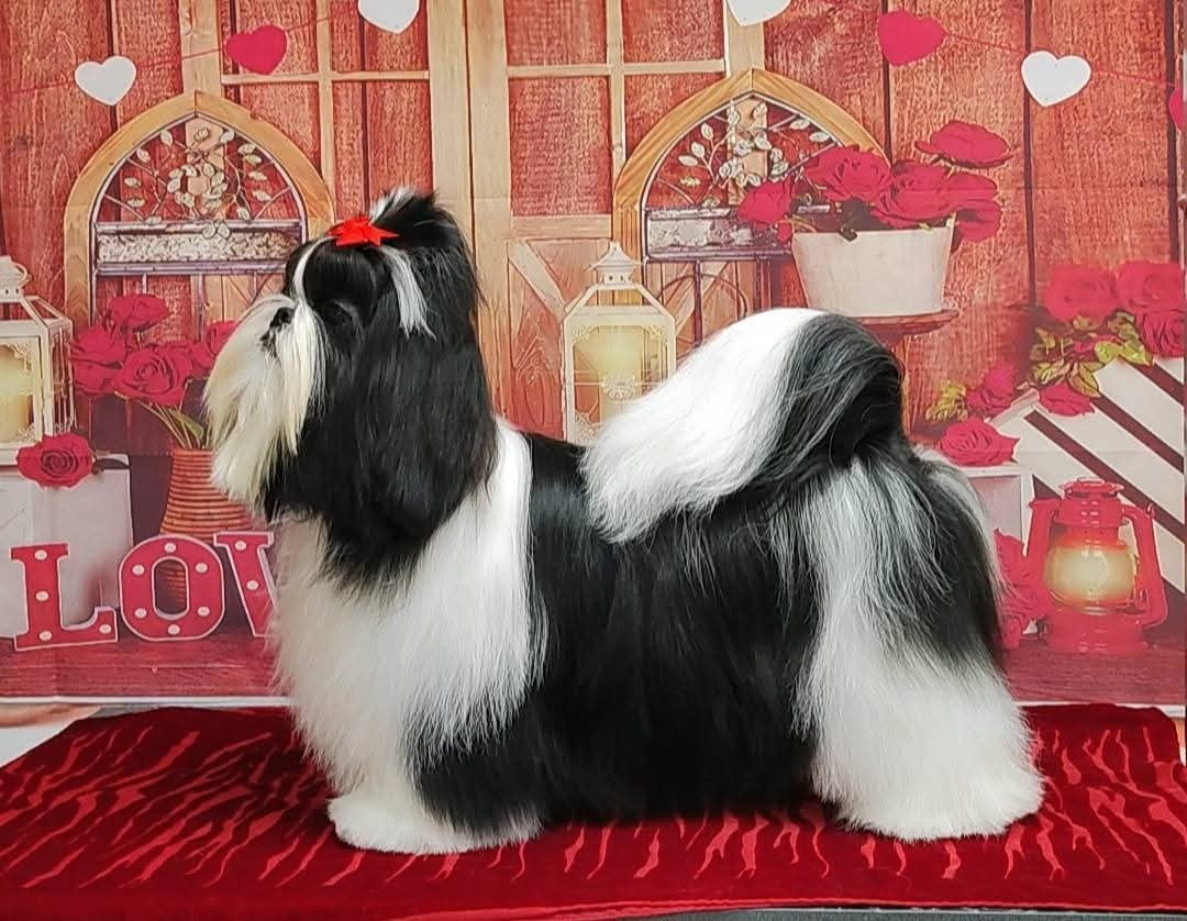 Publication : De l'encre de chine Auteur : Moi