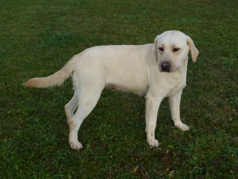 Publication : Des Bonnes Beches 