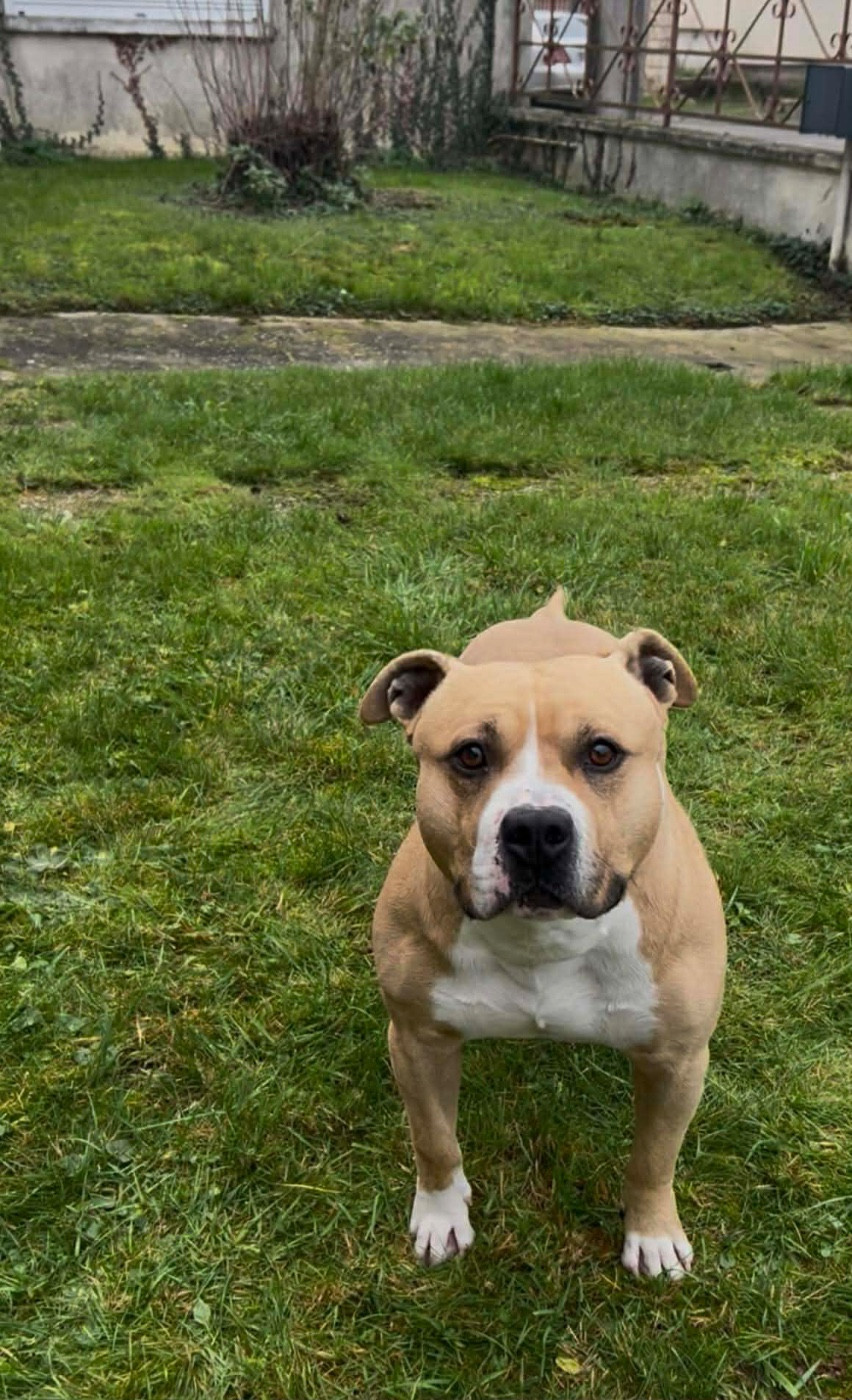 Publication : de Angel's of Carmine