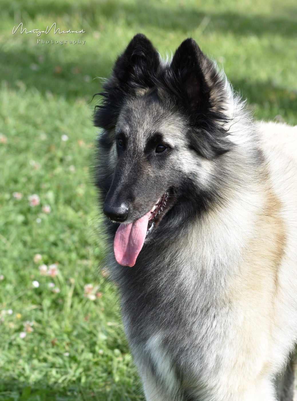 Publication : des Famonadyns Auteur : Matija