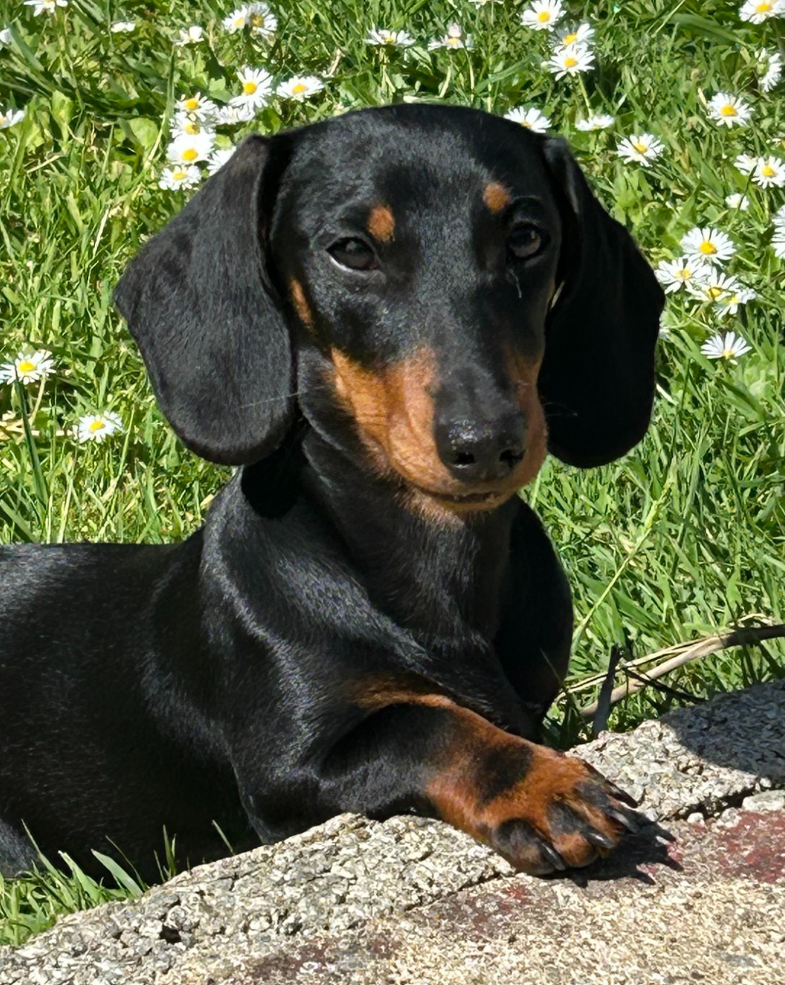 Publication : Des Stardachshund 